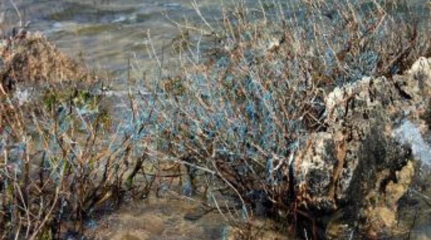 Yusuf&ccedil;uklar S&uuml;l&uuml;kl&uuml; G&ouml;le Akın Etti