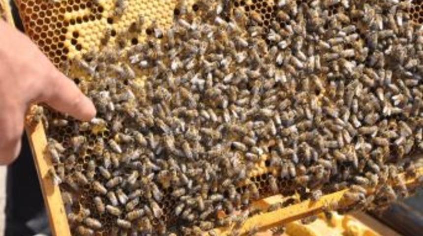 Arıcılar Aksaray&rsquo;da