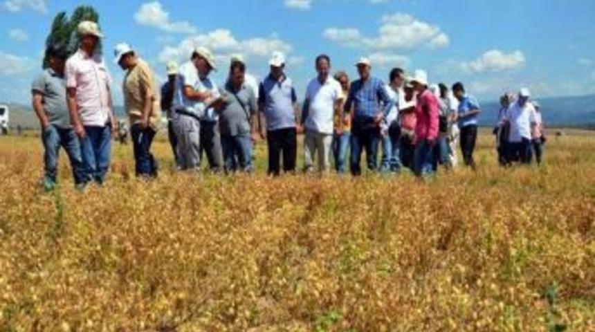 Nohut Tarlalarında İnceleme