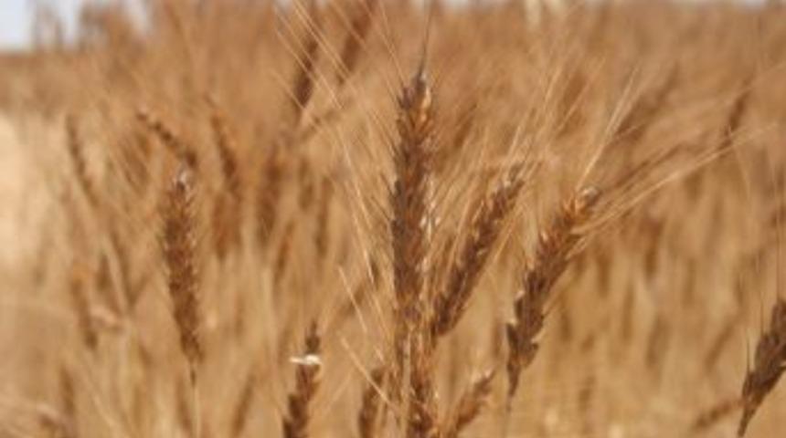 Konya Ovasında Hasat S&uuml;r&uuml;yor