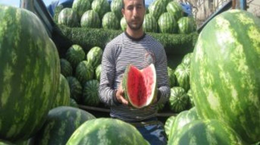 Yerli Karpuz &Ccedil;ıktı Fiyatlar D&uuml;şt&uuml;