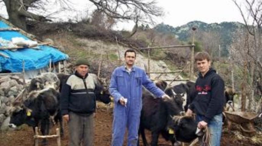 Burhaniye&rsquo;de Şap Hastalığı Sona Erdi