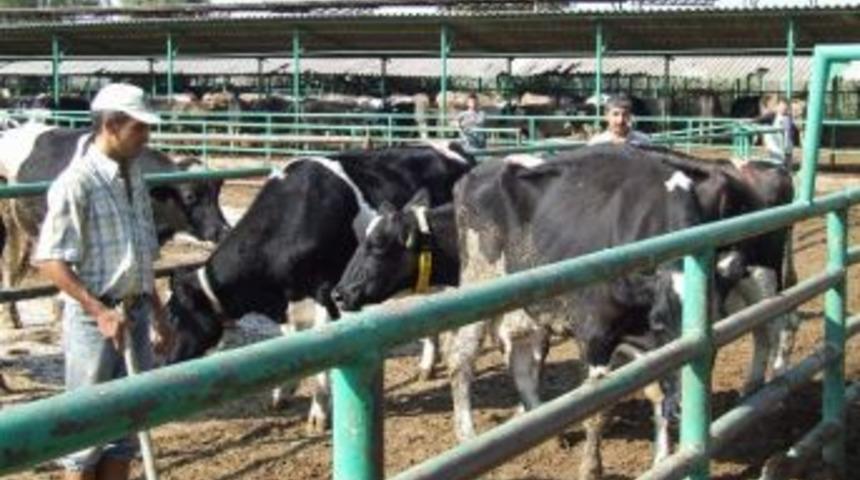 Şap Hastalığından Korunmak İ&ccedil;in Basit &Ouml;nlemler Yeterli