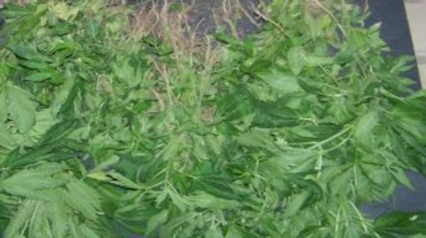 Jandarmadan Uyuşturucu Operasyonu