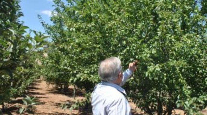 Dalından eve meyve sebze