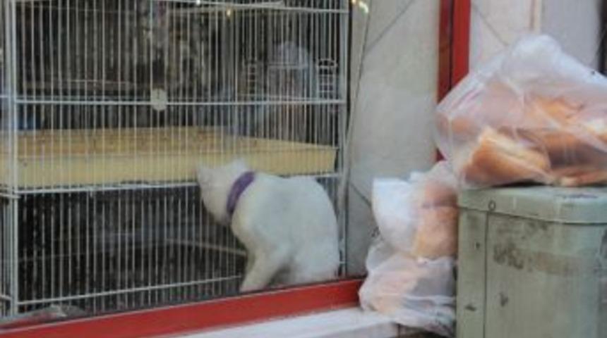 &Ouml;l&uuml;me Terk Edilen Hayvanları Polis Kurtardı