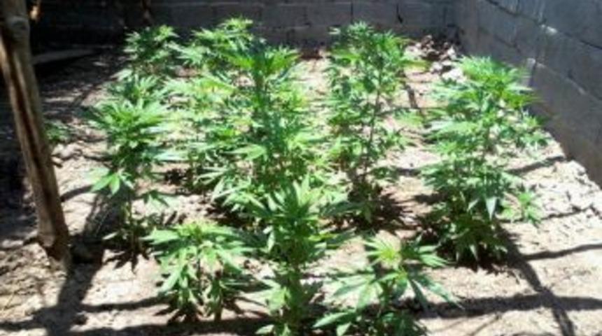 Jandarmadan 'hint Keneviri' Operasyonu