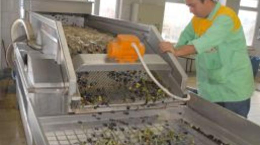 Zeytinyağı &Uuml;reticisi &Ccedil;areyi TARİŞ&rsquo;te Arıyor