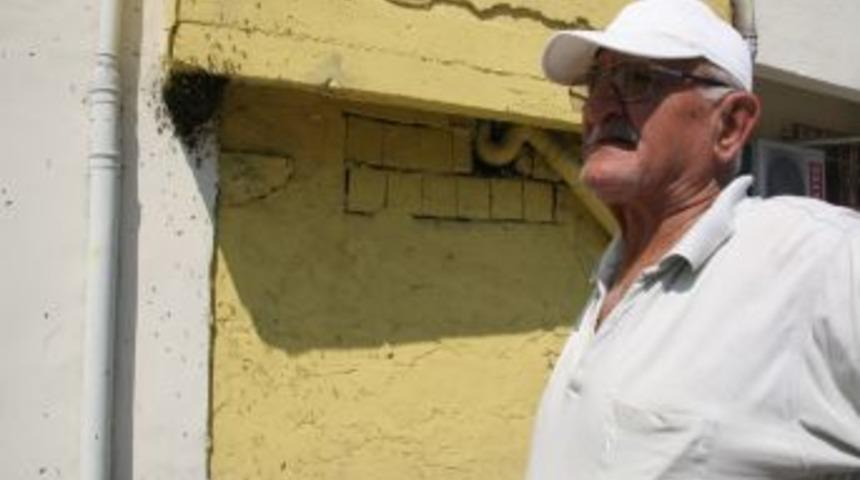 Arılar Şehri Bastı