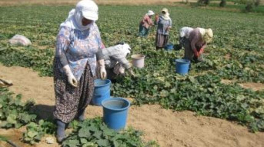 &Ouml;demişli &Uuml;reticinin Yeni Can Simidi: Turşuluk Salatalık