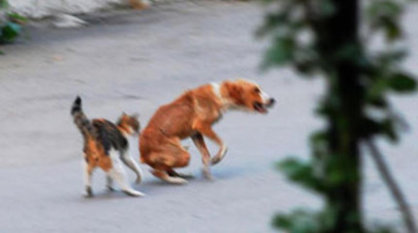 Bu kedi mahalleye k&ouml;pek sokmuyor