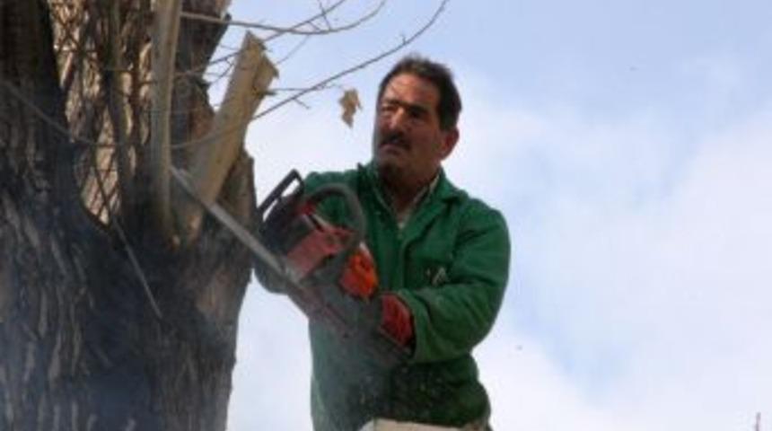 &Ccedil;ankaya'da 5 Bin Ağa&ccedil; Budandı, &Ccedil;ıkan Odunlar Fakirlere Yakacak Olacak