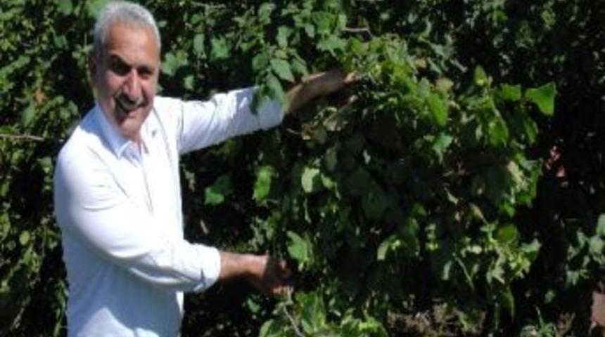 Fındık &Uuml;reticileri Mutlu