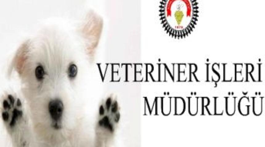 6 Ayda 25 Sokak Hayvanı Evcilleştirildi, 101 Hayvan Kısırlaştırıldı