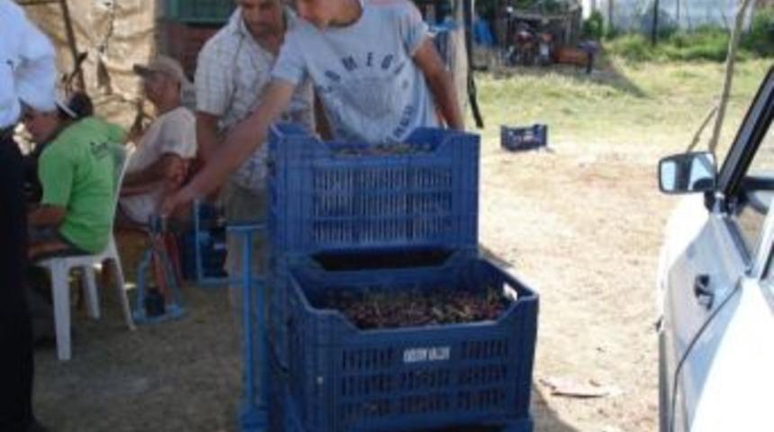 Bir Bardak &Ccedil;ay Fiyatına Bir Kilo Vişne