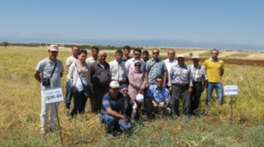 H&uuml;y&uuml;k'te Tarla G&uuml;n&uuml;