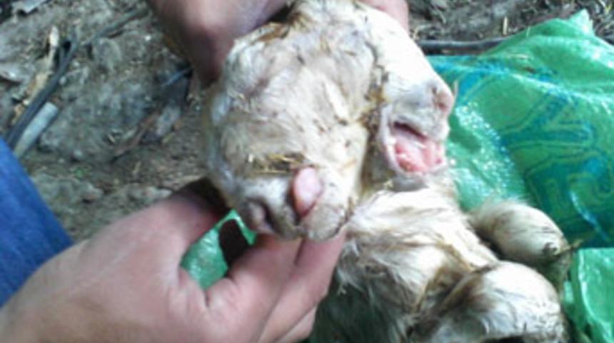 İki başlı oğlak d&uuml;nyaya geldi