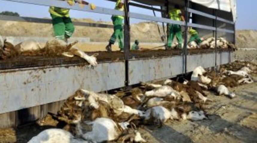 140 k&uuml;&ccedil;&uuml;kbaş hayvan havasızlıktan telef oldu