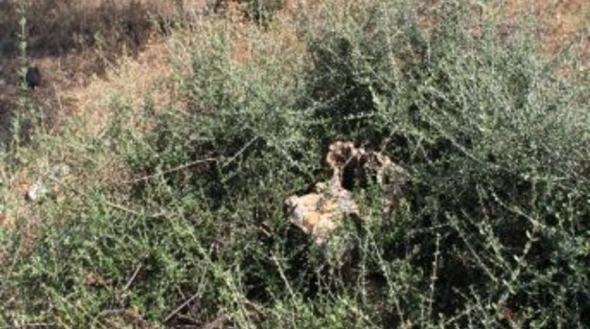 Kestiği Zeytinler Yanına Kar Kalmadı