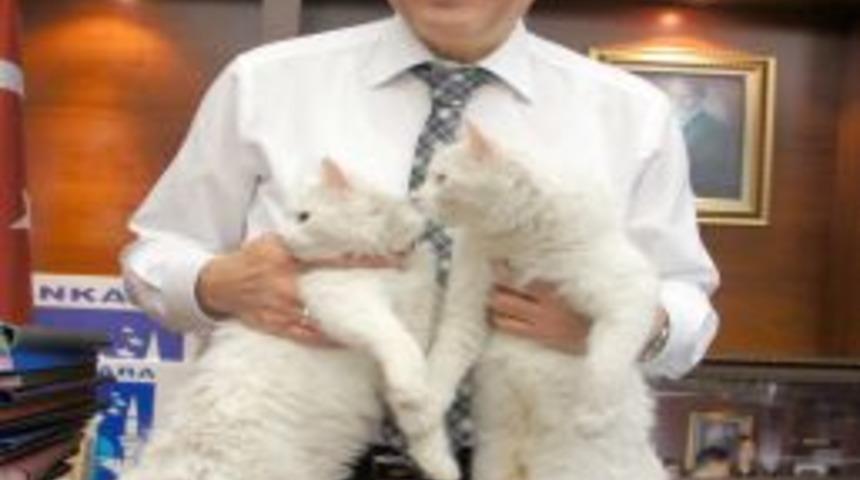 G&ouml;k&ccedil;ek, D&uuml;nya Belediye Başkanlığı&rsquo;na Aday