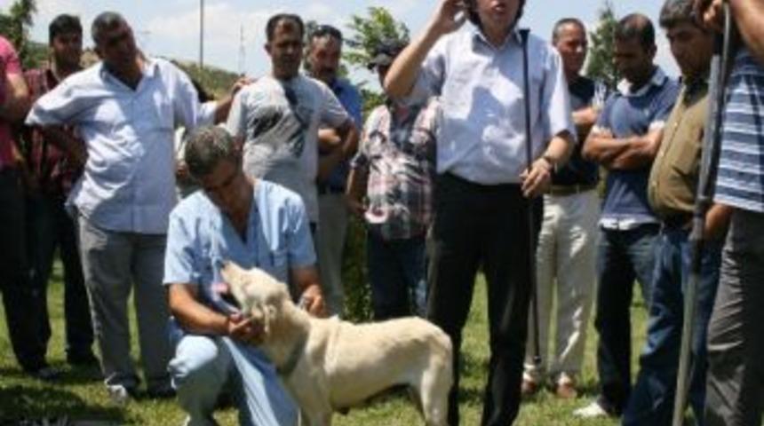 Sokak Hayvanlarına &ldquo;bilimsel&rdquo; Yaklaşım