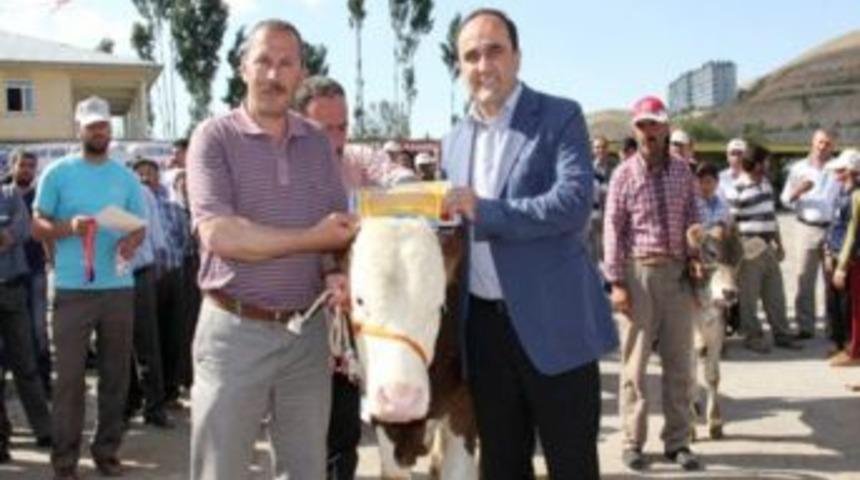 Dede Korkut Ş&ouml;leni'nde Buzağılar G&ouml;r&uuml;c&uuml;ye &Ccedil;ıktı