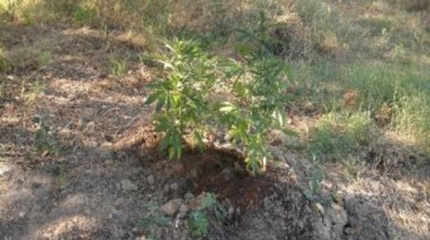 Sahile Kenevir Ektiler