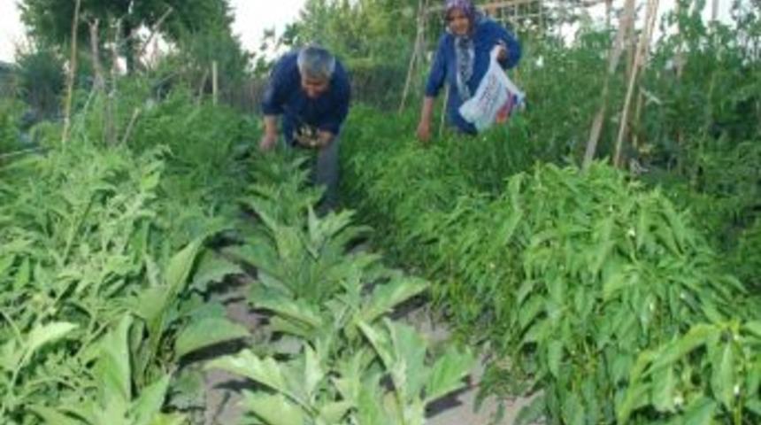 Karatay Hobi Bah&ccedil;eleri&rsquo;nden &Uuml;r&uuml;n Alınmaya Başlandı