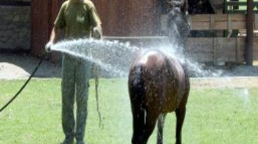 Hayvanlar Su Ve Meyve Ile Serinletiliyor