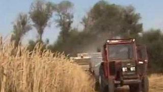 Harman makinasına başı sıkışan kadın öldü