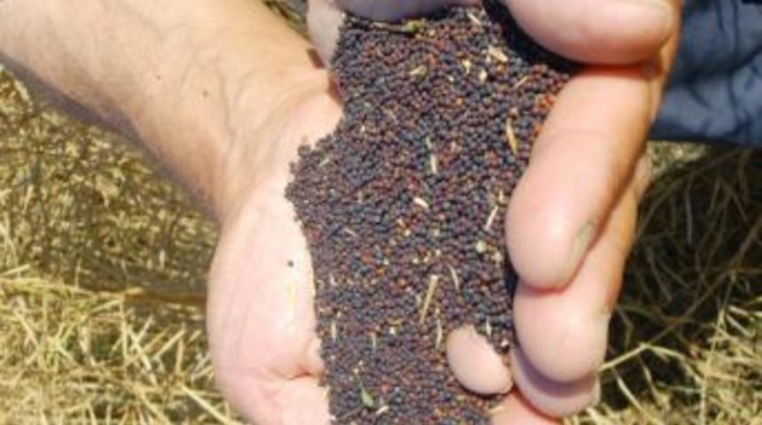 Hayrabolu&rsquo;da Kanola Hasadı Başladı