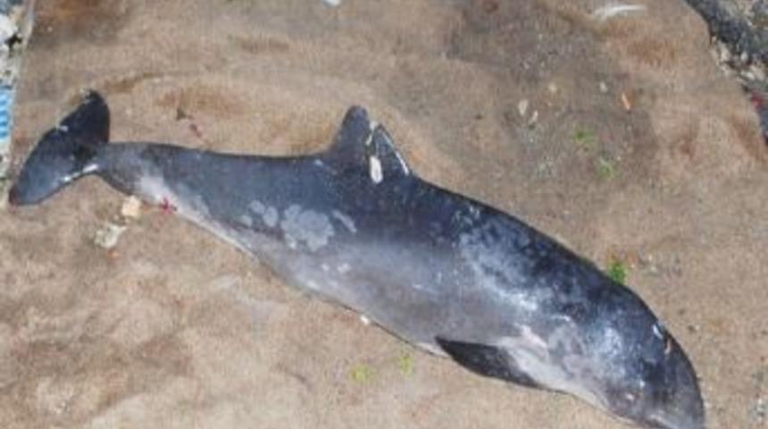 Kıyıya Vuran Yavru Yunus Vatandaşları &Uuml;zd&uuml;