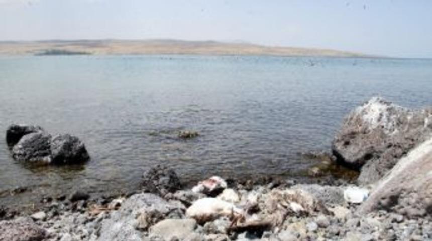 Turizm Cennetinde Kuş &Ouml;l&uuml;mleri