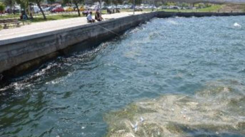 Vatandaşların Deniz Kirliliği Tepkisi