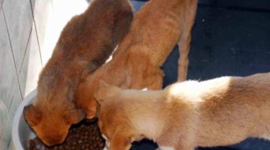 Hayvanlar Yaşam Boyu Korunacak