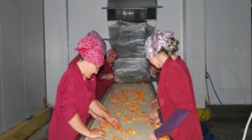 Pazarlar Entegre Soğuk Hava Teseslerine Iqf &Uuml;nitesi Kuruldu