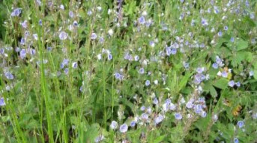 Karabuğday Konya Ve T&uuml;rkiye&rsquo;nin Yeni Alternatif &Uuml;r&uuml;n&uuml; Olacak
