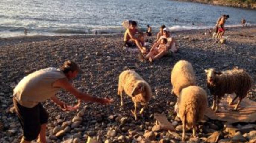 Koyunlar Denize Akın Etti