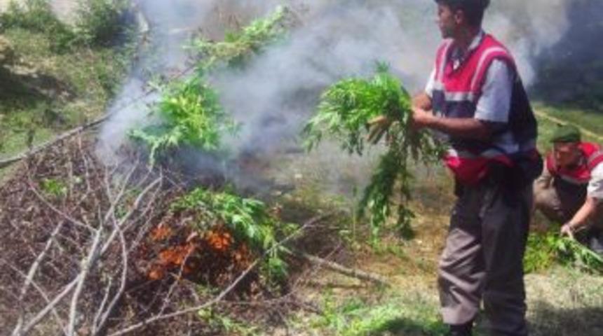 Jandarmadan Esrar Operasyonu