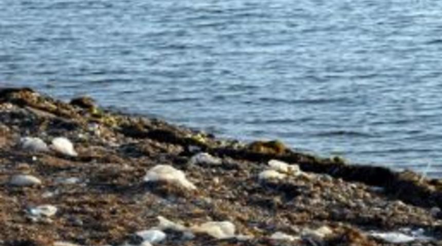 Denizler Temiz, Plajlar Kirli