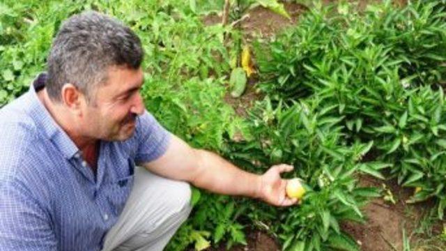 Iğdır'da Tropikal Meyve Olan Pepino Yetiştiriciliği