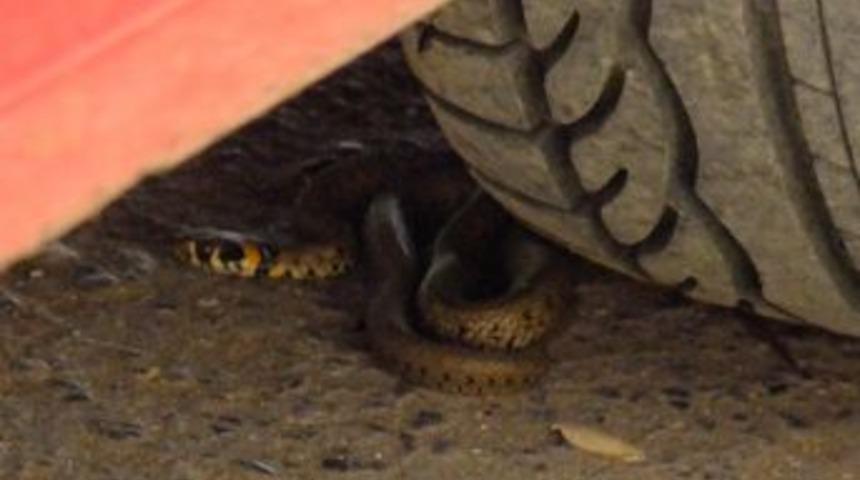 Cadde Ortasındaki Yılan Korkuttu