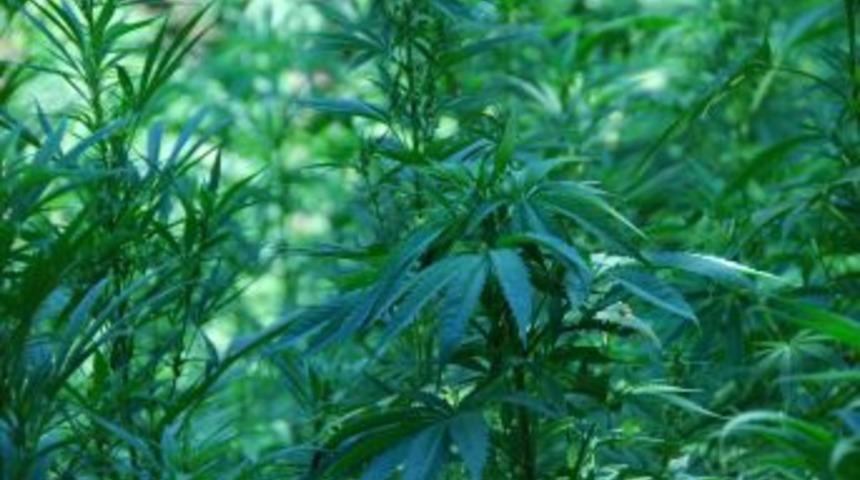 Kenevir Tarlalarına Helikopterli Operasyon