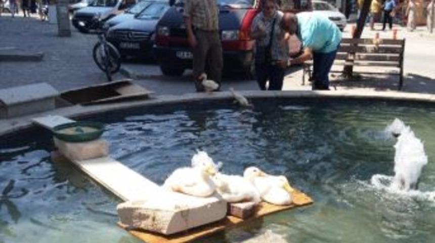 Sıcakta Bunalan &Ouml;rdekleri Havuza Soktu