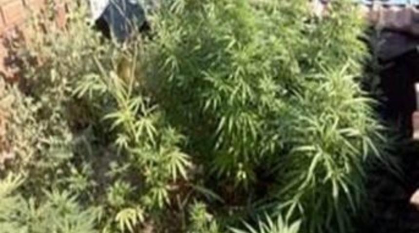 K&ouml;yde 100 K&ouml;k Hint Keneviri Yakalandı