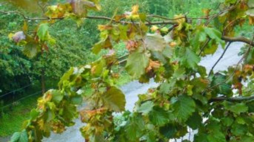 Sakarya Gıda Tarım Ve Hayvancılık İl M&uuml;d&uuml;r&uuml; Abdullah Keskin 2012 Yılı Fındık Rekolte Tahminlerini A&ccedil;ıkladı