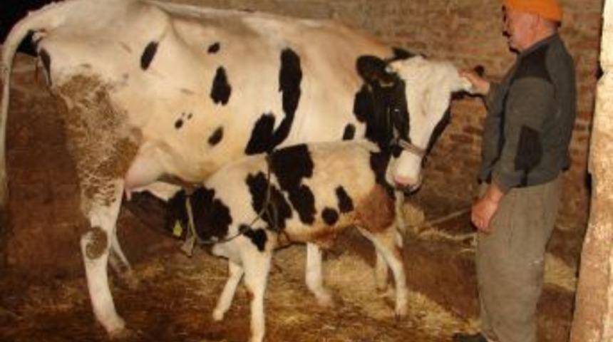 MAS&Uuml;B, Komşu 5 Il&ccedil;eye S&uuml;t Desteklemesi Yardımı I&ccedil;in T&uuml;z&uuml;k Değişikliği Istedi
