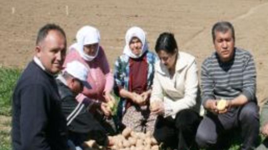 Muğla'da Yerli Patates &Uuml;retimi Başladı