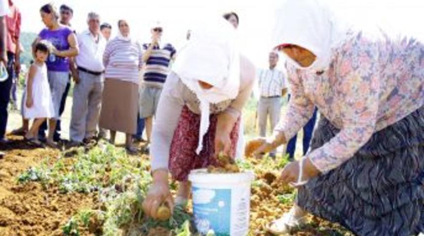 Muğla'da Yerli Patates &Uuml;retimine Başlandı