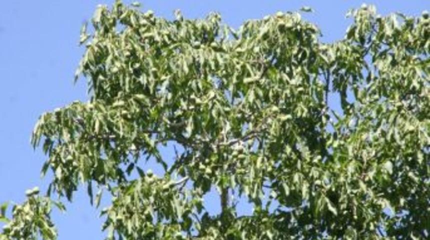 Yozgat&rsquo;taki Ceviz Ağa&ccedil;larında &Uuml;r&uuml;n Bolluğu Yaşanıyor